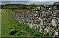 C9745 : Wall by the North Antrim Cliff Path by Rossographer