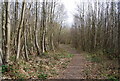 Footpath through Pitfield Wood