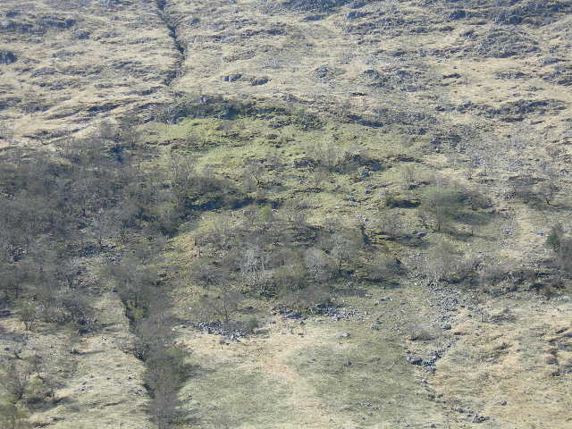 Primrose patch on hillside