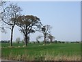 Trees near Asselby