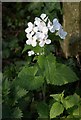 White honesty, Pannal