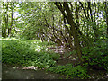 Old Canal Bed, Wrockwardine Woods, Telford