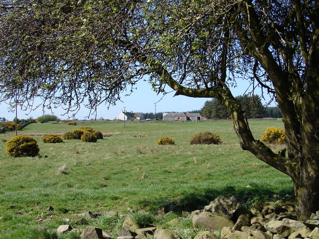 Moorhead of Glenturk Farm
