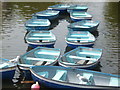 Cadging a lift? Two herring gulls on the rowing boats that are for hire on the Royal Military Canal