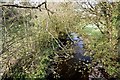 The Nant Pibwr north of Cwmffrwd