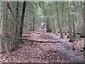 Muddy track through Hammonds Wood