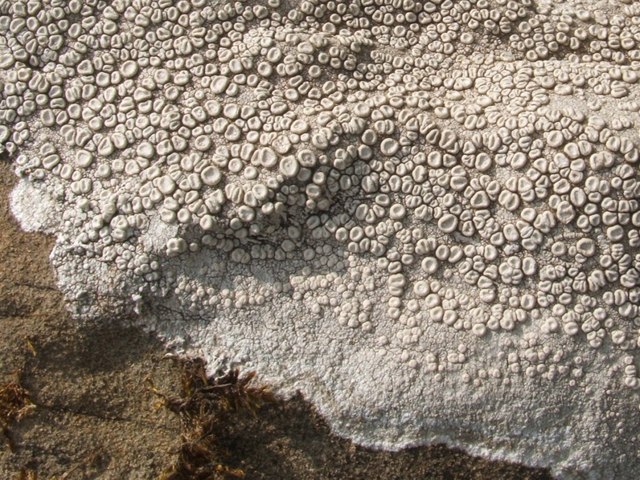 A lichen - Ochrolechia parella