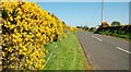 The Hillside Road near Armoy