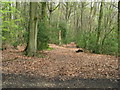 View NE down tree lined Arundel Holt footpath