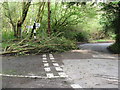 Recently fallen branch from tree at road junction