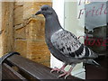 Crewkerne : Pigeon