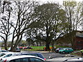 Crewkerne : Oak Tree & Car Park