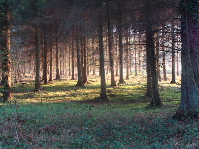 Sunlit woods in Brockley Combe