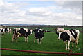 Cattle by Mill Lane to Chiddingstone