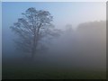 SE3052 : Tree in the mist on Woodcock Hill by Derek Harper