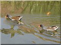SP8911 : Moorhens on the Wendover Arm by Chris Reynolds