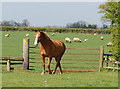 Horse guarding gate