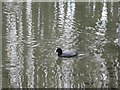 A Coot ripples the Water of The Wendover Arm