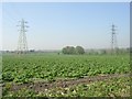 Rhubarb Field - Wood Lane