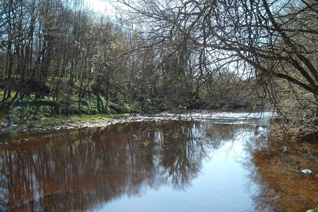 River Lyne , Shank Wood