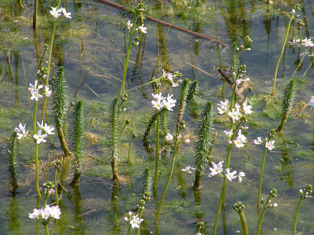Water plants in Quy Fen pond