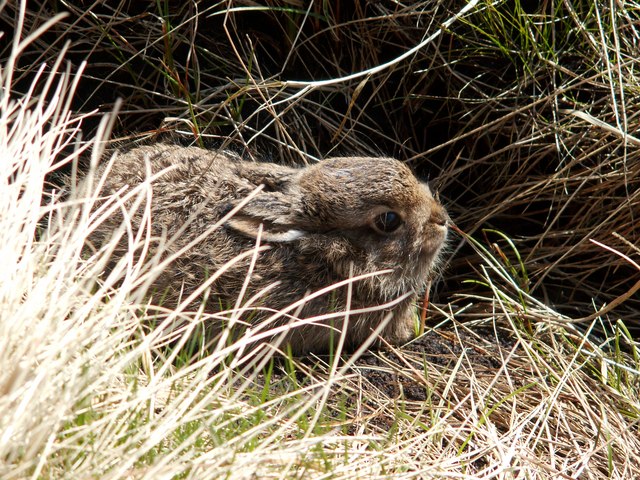 A Mountain Hare Leveret © John Fielding :: Geograph Britain and Ireland