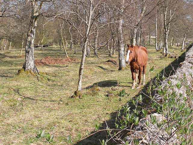 Horse in woodland