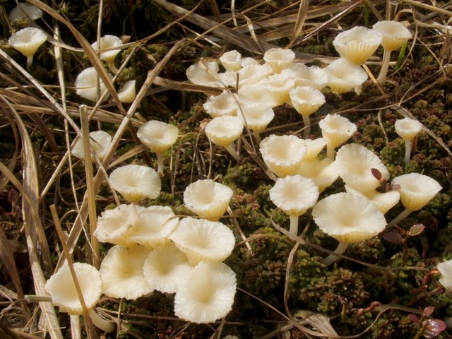 Small mushrooms on Sphagnum moss
