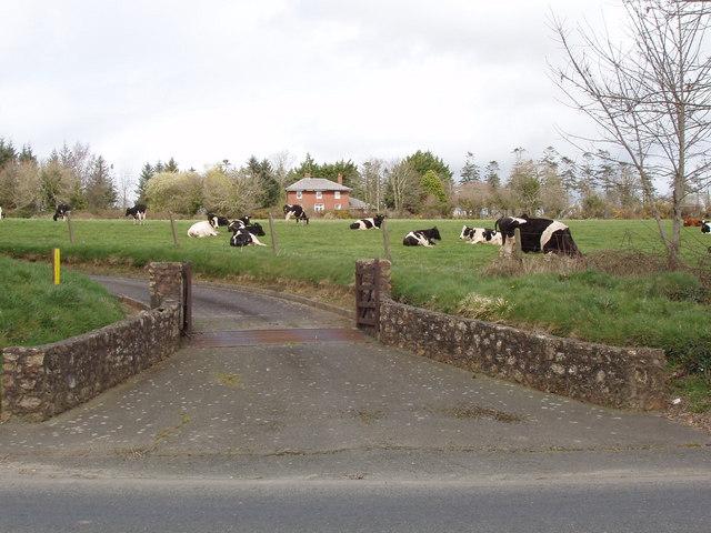 Cattle near Polehore