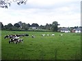 Mid Devon : Cows in a Field