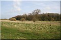 Woods over the meadow