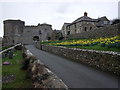 Daffodils below Bwthyn-y-twr