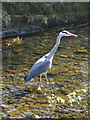 Grey Heron (Ardea cinerea)