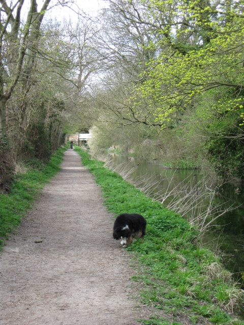 Wendover Arm:  Looking along the Towpath towards Perch Bridge