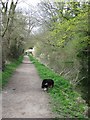 Wendover Arm:  Looking along the Towpath towards Perch Bridge