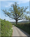 Towards the end of Chapel Lane