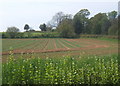 Field by Chapel Lane