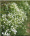 Laneside display of Greater Stitchwort