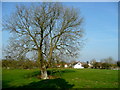 Leicestershire pasture