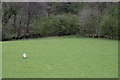 Field by the Nant Gwydol