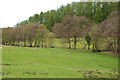 Fields south of Cwmbychan-mawr farm