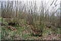 Coppiced trees, Parkhurst Wood