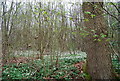 Carpet of flowers, Pankhurst Wood