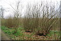 Coppiced trees, Parkhurst Wood