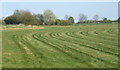 Field near Haughely Green