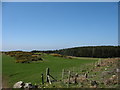 View across sheep pastures towards the forest