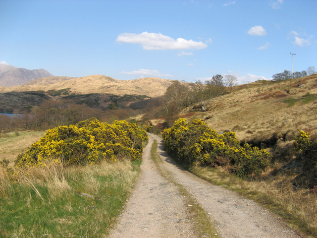 Gorse-lined track to Inverliver, Loch Etive