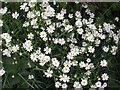 Greater Stitchwort