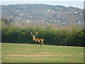 Red deer stag