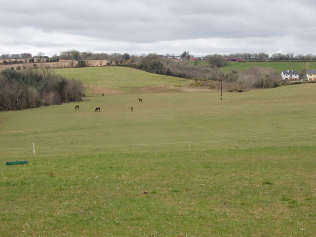 Pasture with horses at Carrigmannon